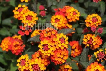 EA336996, Eastpress, Stalida, Greece